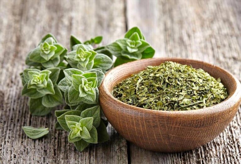 Za’atar: Food, Medicine, and Memory of Palestine